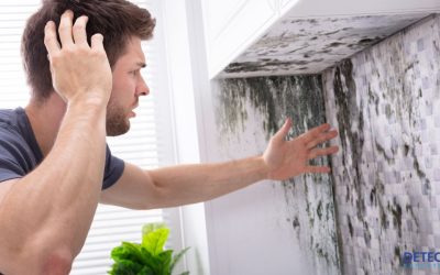 Understanding Mold and Its Impact on Your Health